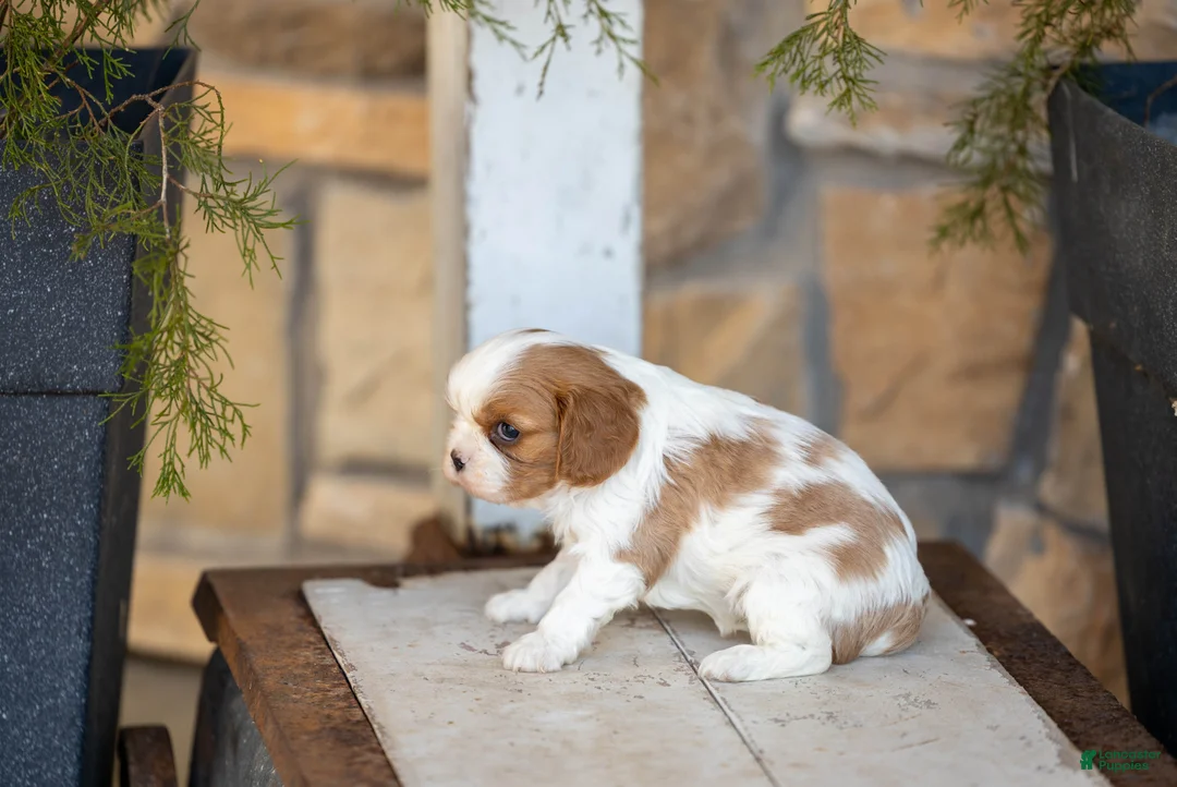 Cavalier King Charles Spaniel dogs for sale: AKC Wendy - Ad 4
