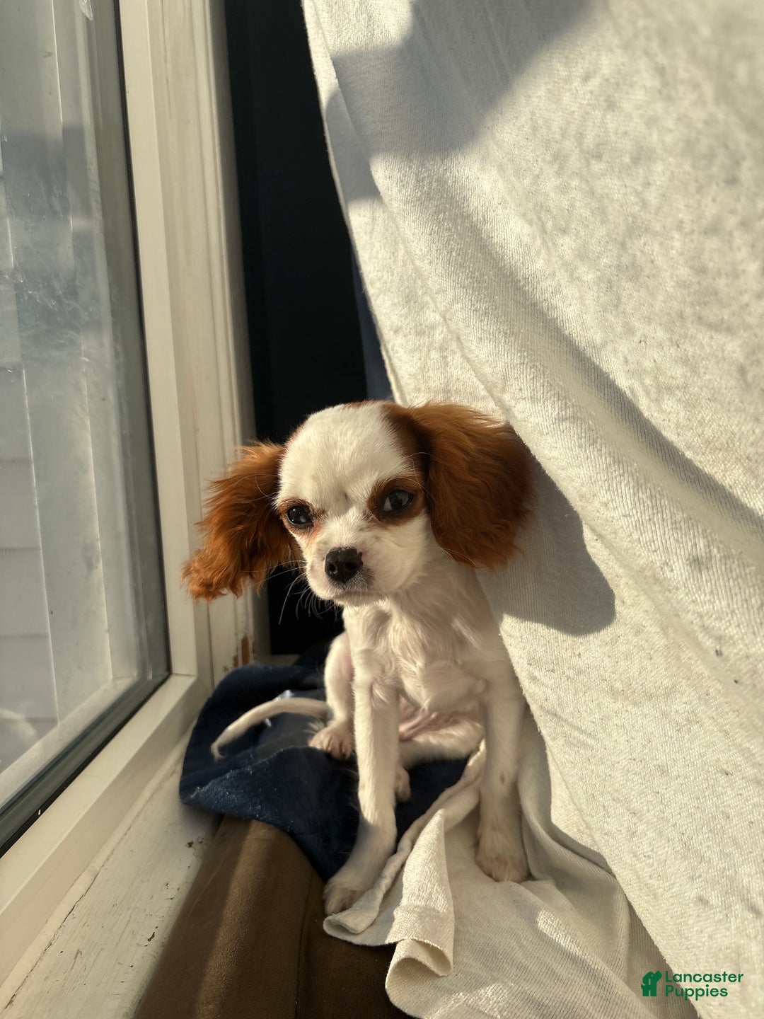 Cavalier King Charles Spaniel dogs for sale: Cavalier King Charles Spaniel Puppy 1 - Ad 1