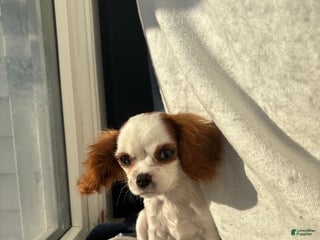 Cavalier King Charles Spaniel dogs Cavalier King Charles Spaniel Puppy 1 - Ad 21