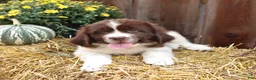 Newfoundland dogs for sale: Rusty - Ad 5