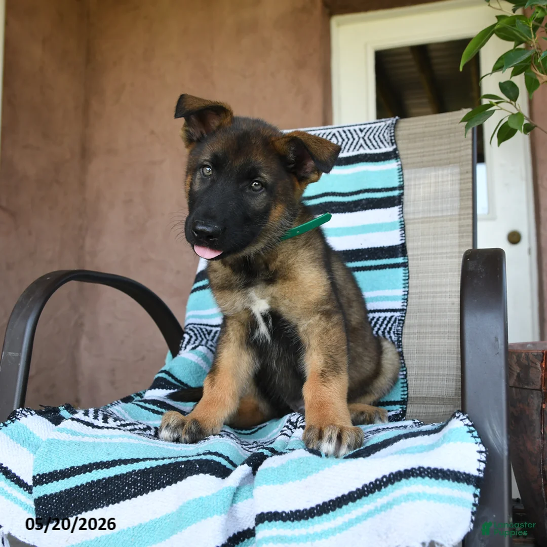 German Shepherd dogs for sale: Galileo - Ad 5
