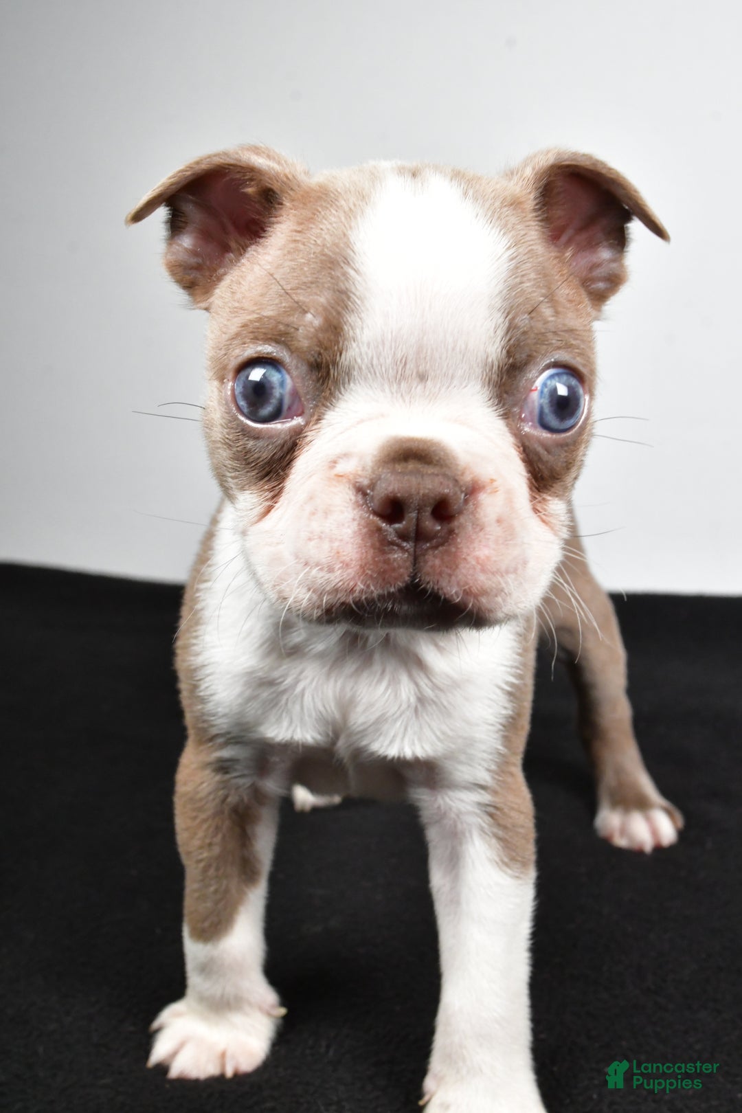 Boston Terrier dogs for sale: Jordan - Ad 6