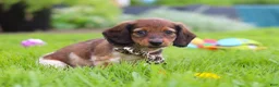 Miniature Dachshund dogs for sale: Tony - Ad 4