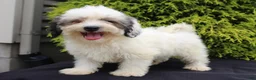 Teddy Bear dogs for sale: Kasper - Ad 1