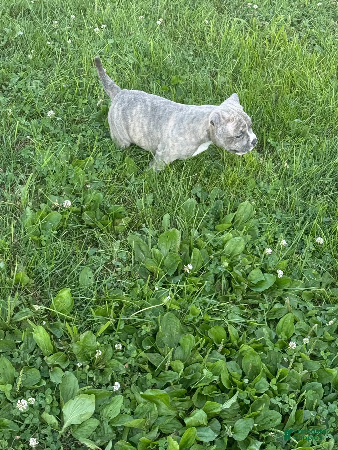 American Bully dogs for sale: American Bully 2 - Ad 2