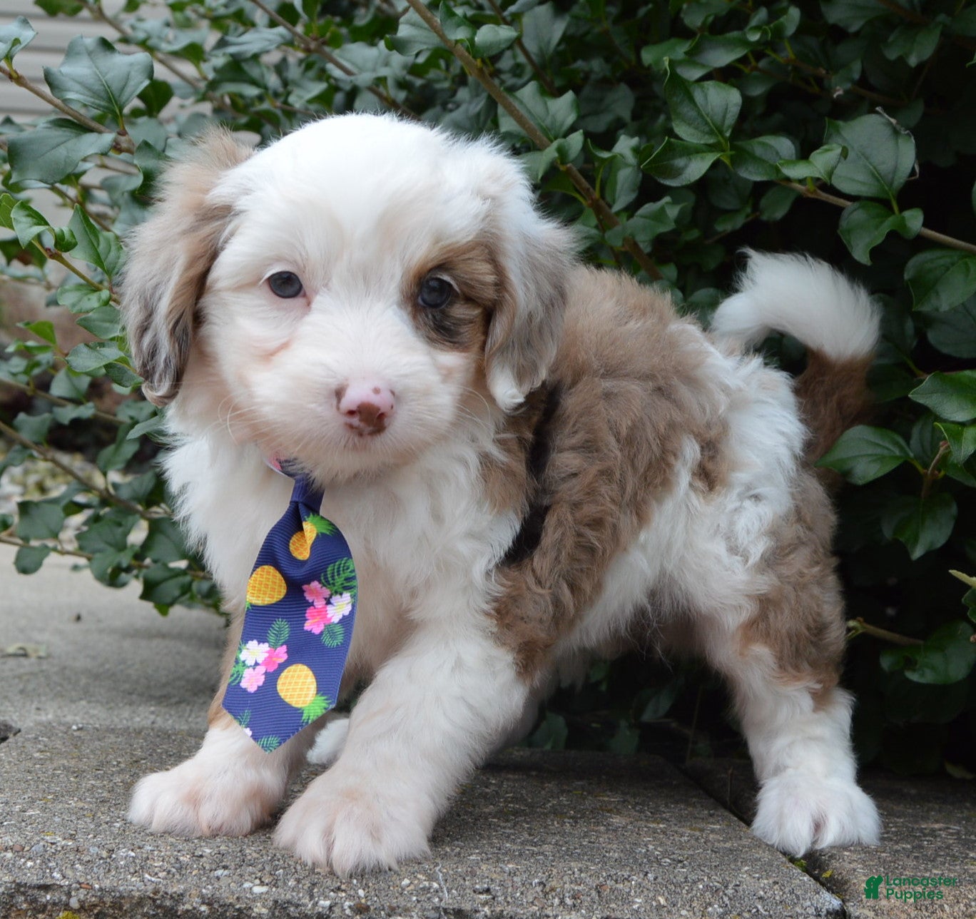 Mini Aussiedoodle dogs Mini Auggie - Ad 1