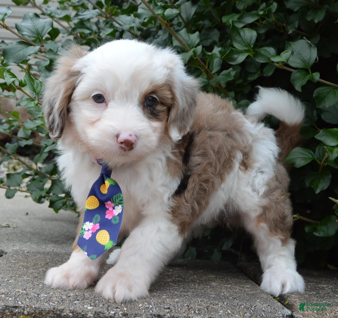 Mini Aussiedoodle dogs for sale: Mini Auggie - Ad 1
