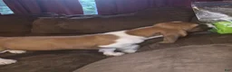 Basset Hound dogs for sale: Basset Hound 1 - Ad 3