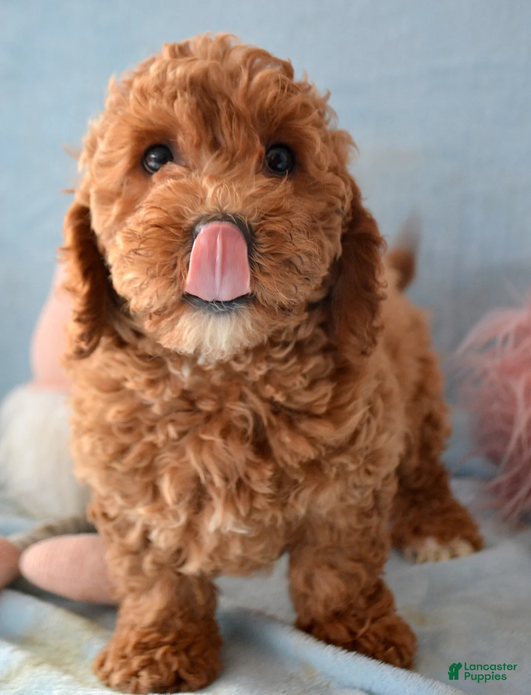 Goldendoodle dogs for sale: Mini Goldendoodle Puppy 1 Eddie - Ad 1