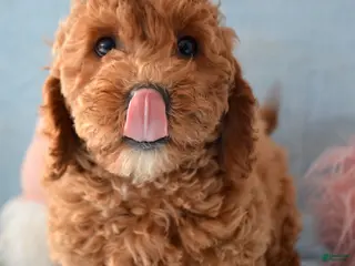 Goldendoodle dogs Mini Goldendoodle Puppy 1 Eddie - Ad 31