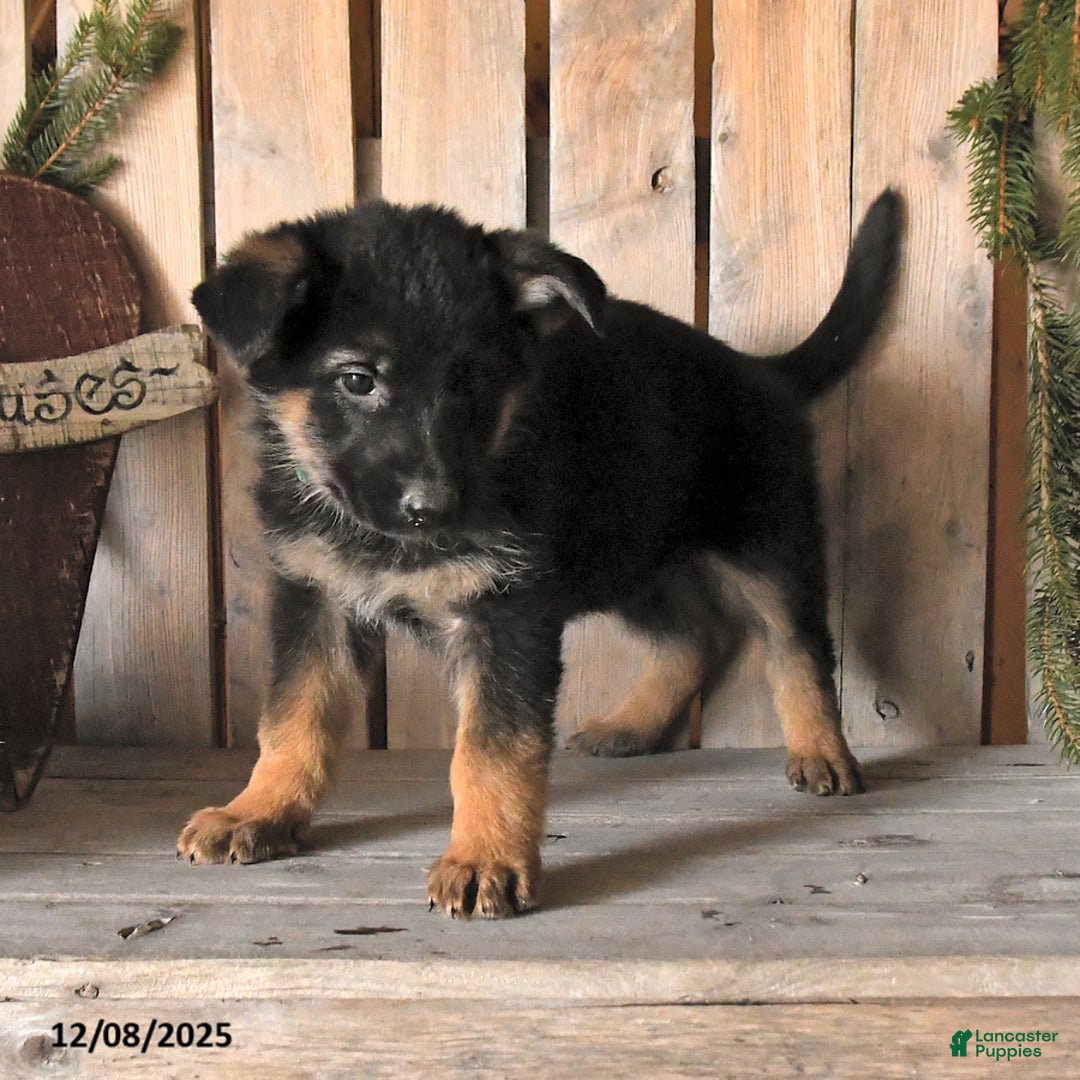 German Shepherd dogs for sale: Scarlet - Ad 3
