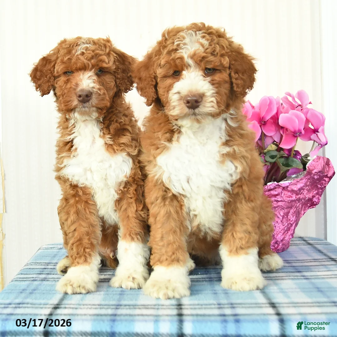 Miniature Poodle dogs for sale: Buddy - Ad 5