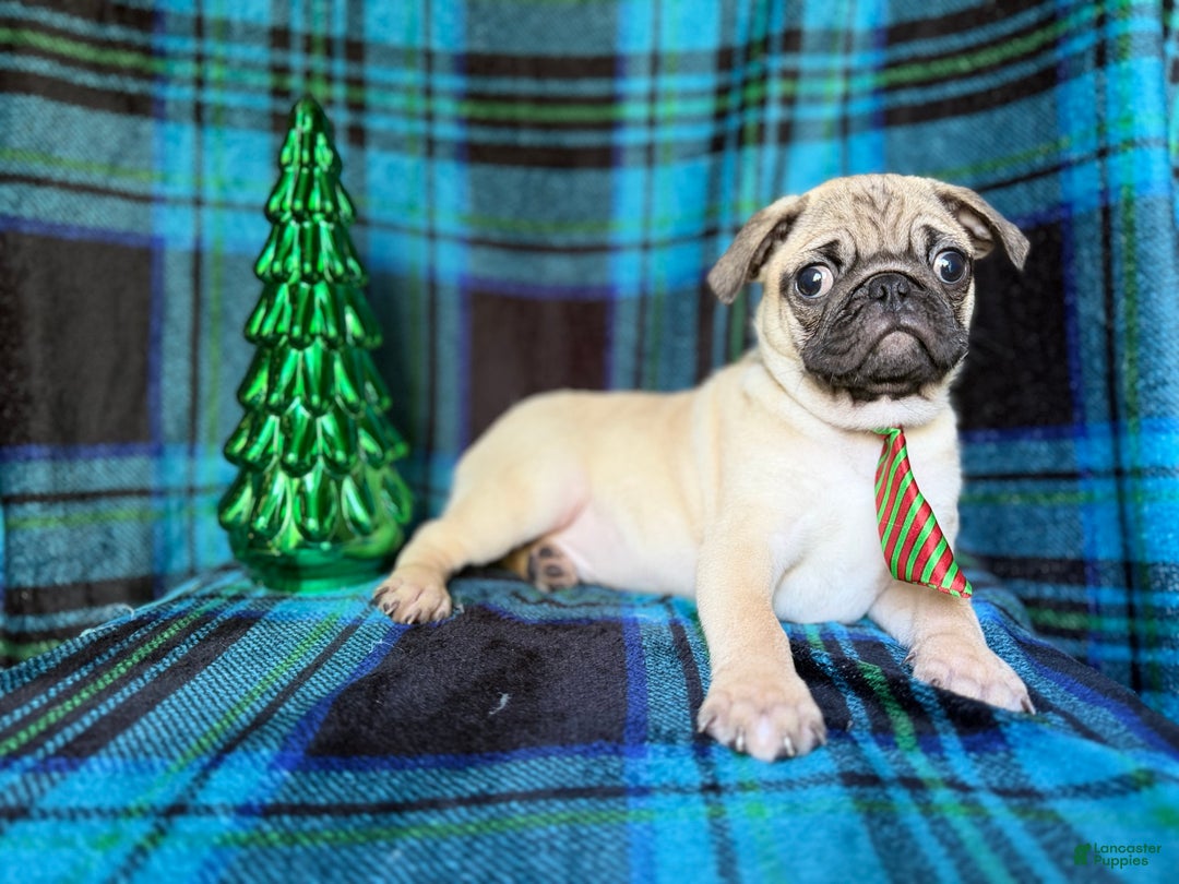 Pug dogs for sale: Nicholas  - Ad 7