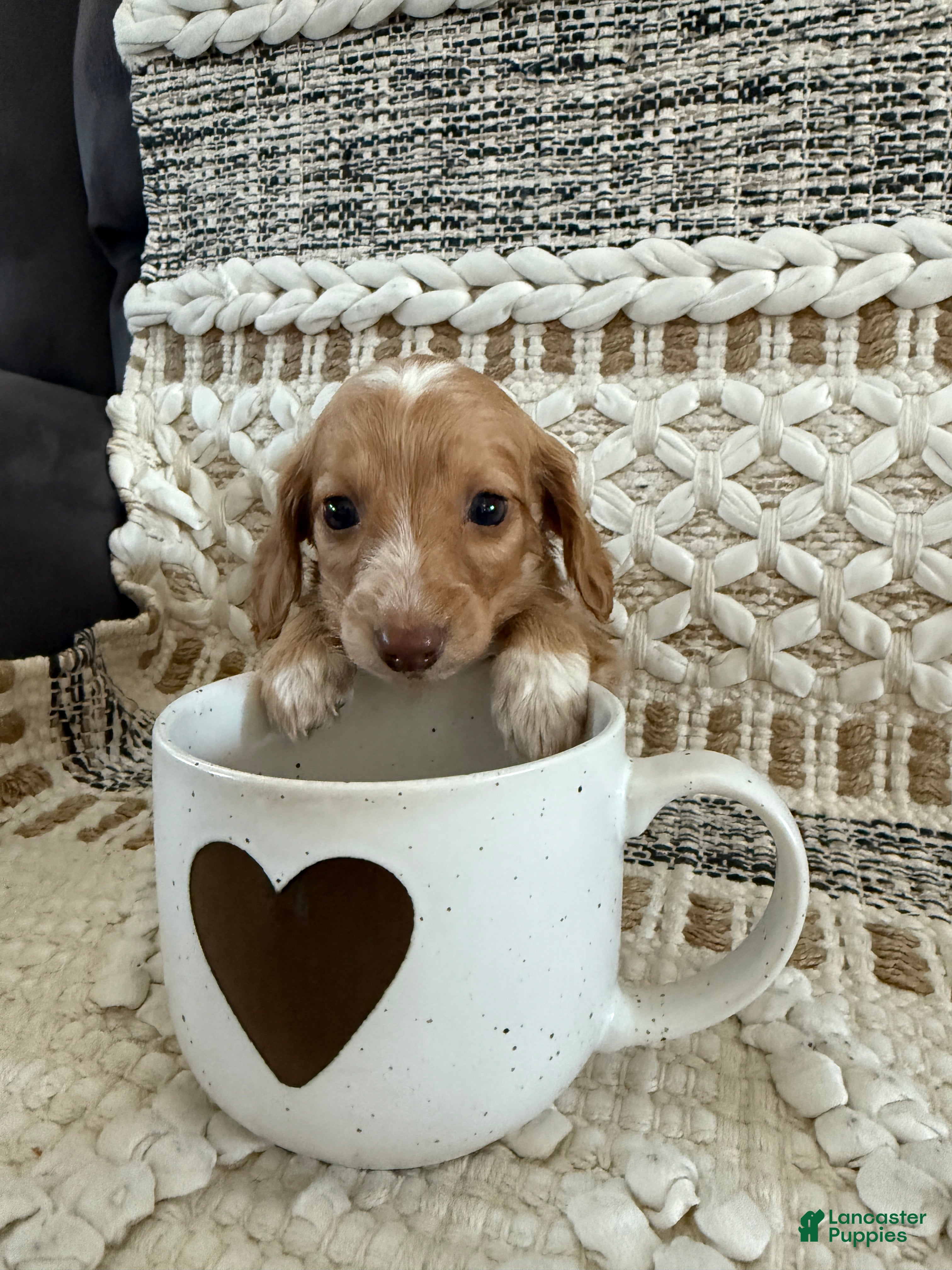 Miniature Dachshund dogs Lex - Ad 23