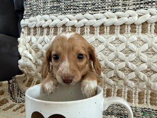 Miniature Dachshund dogs Lex - Ad 28