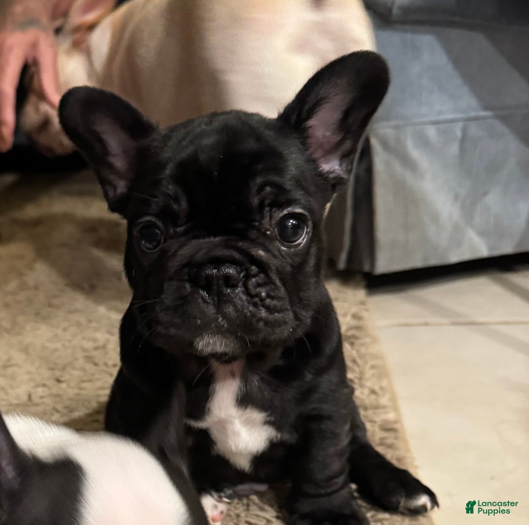 Bulldog Francese All Black French Bulldog Puppies For Sale French