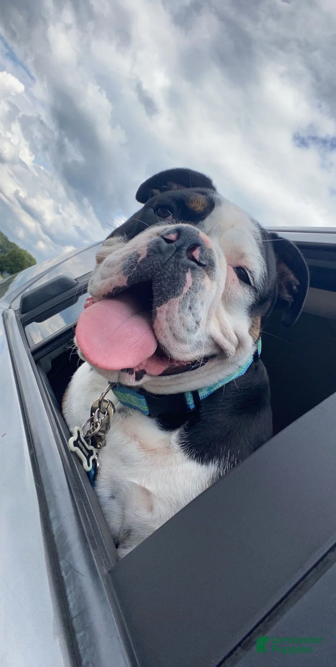 Gallery Image {{count}}