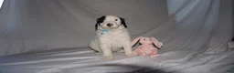Mixed Breed dogs for sale: Lily - Ad 7