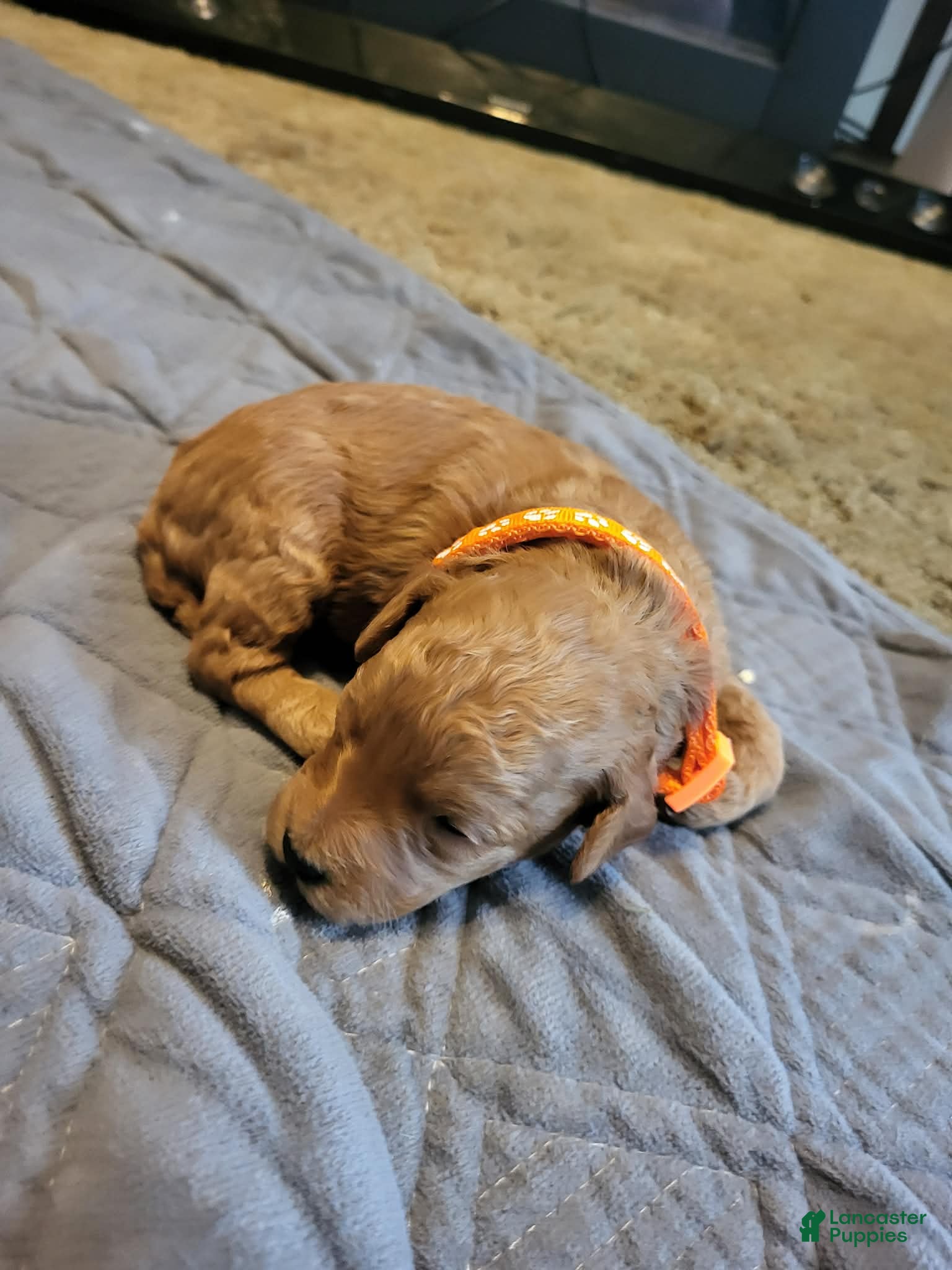 Mini Goldendoodle dogs lily - Ad 2