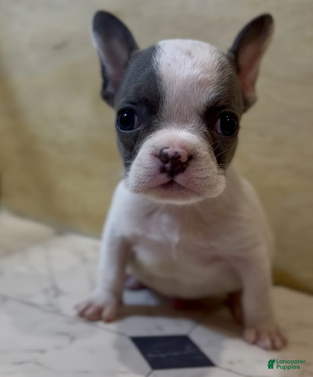 French Bulldog dogs for sale: Saint - Ad 2