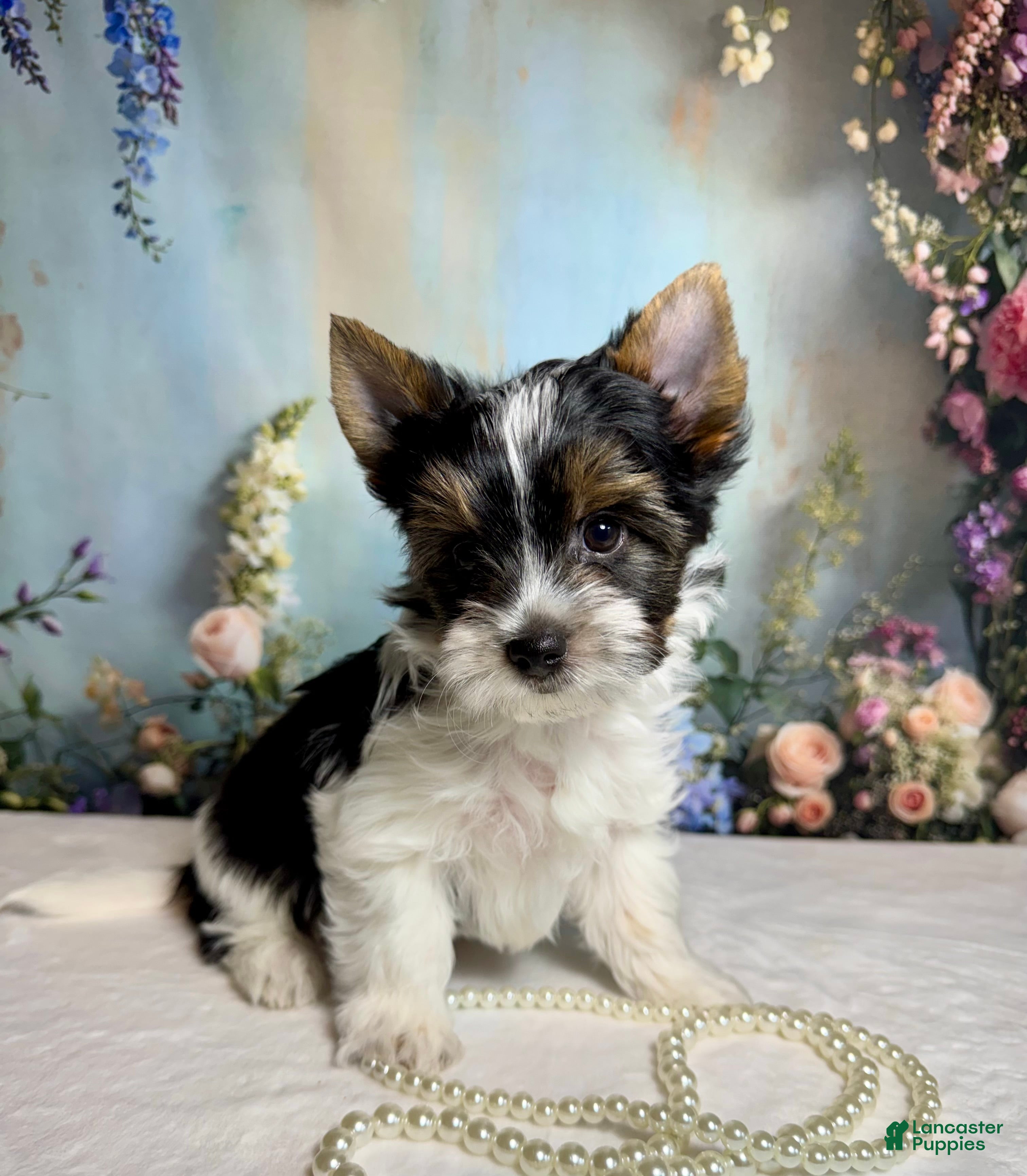 Biewer Terrier dogs Harley  - Ad 2