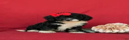 Mini Bernedoodle dogs for sale: Genevieve Hypoallergenic - Ad 3