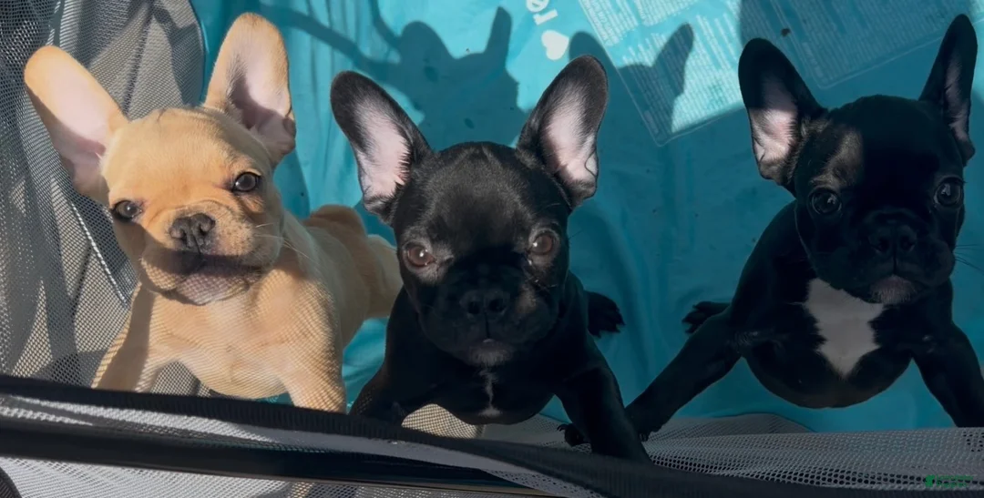 French Bulldog dogs for sale: French Bulldog Fawn - Ad 5