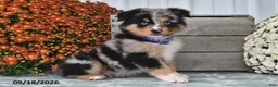 Australian Shepherd dogs for sale: Jax - Ad 3