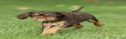 Cavalier King Charles Spaniel dogs for sale: Cupcake Cavalier King Charles Spaniel  - Ad 4