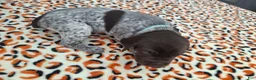 German Shorthaired Pointer dogs for sale: German Shorthaired Pointer Remi - Ad 3
