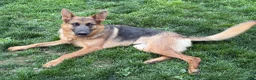 German Shepherd dogs for sale: Raven - Ad 4