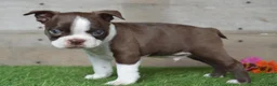 Boston Terrier dogs for sale: Boston Terrier 2 - Ad 3