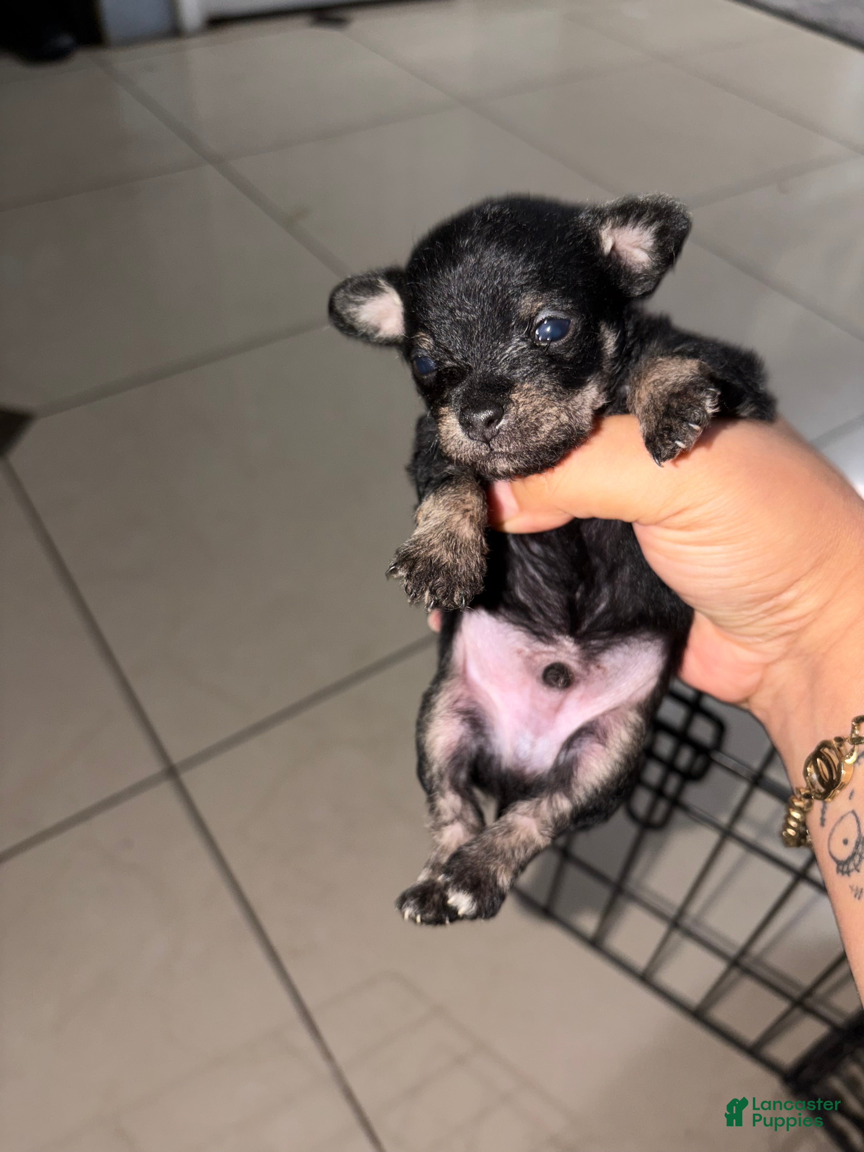 Chorkie dogs Chorkie 1 - Ad 38