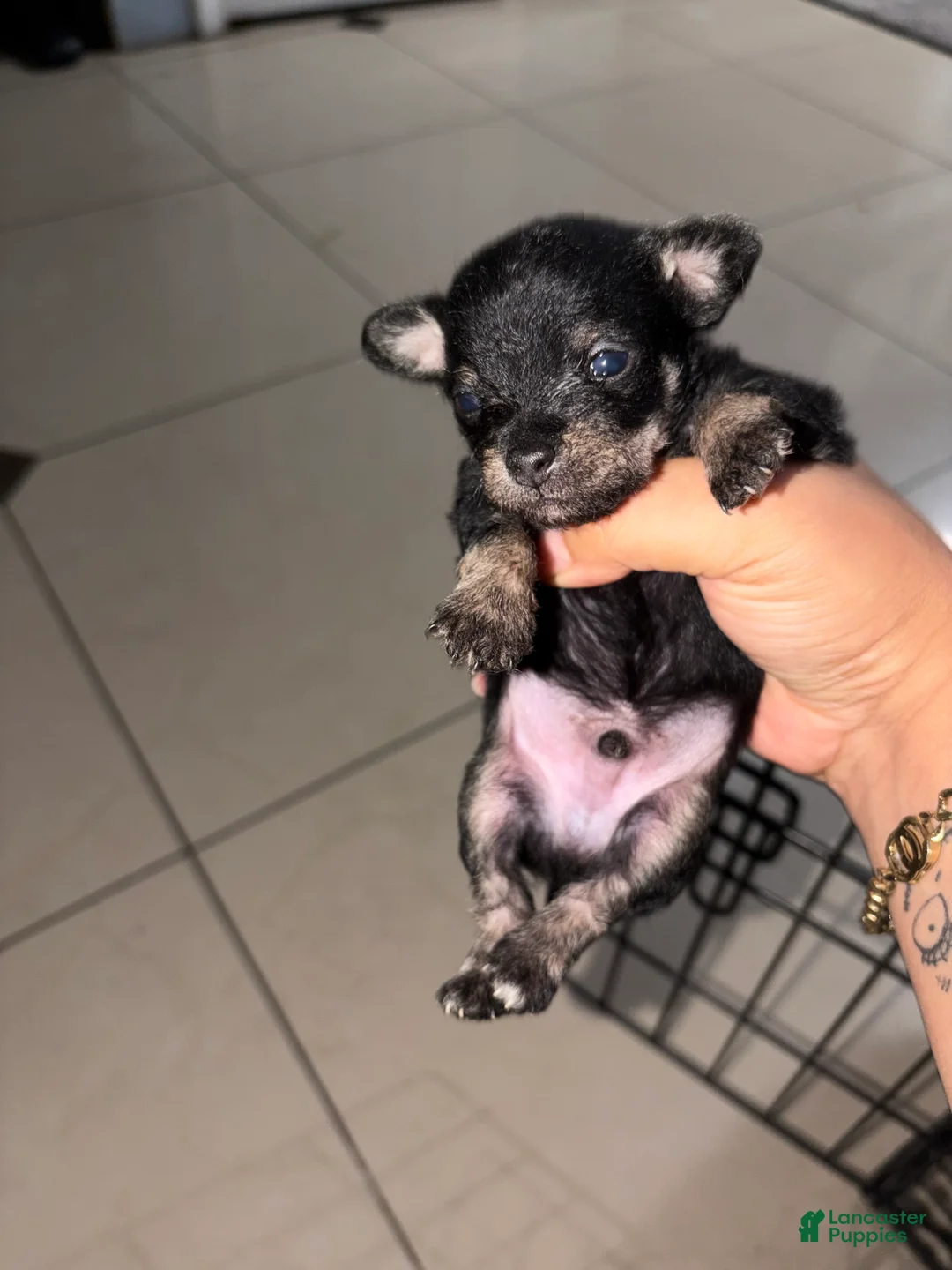 Chorkie dogs for sale: Chorkie 1 - Ad 1