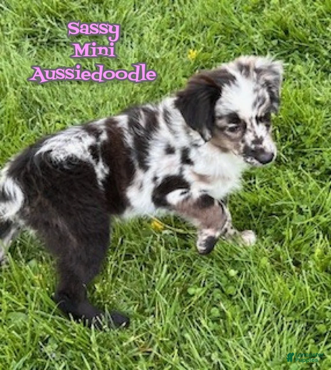 Mini Aussiedoodle dogs for sale: Sassy - Ad 1