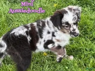 Mini Aussiedoodle dogs for sale: Sassy - Ad 1