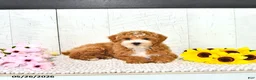 Miniature Poodle dogs for sale: Randall - Ad 5