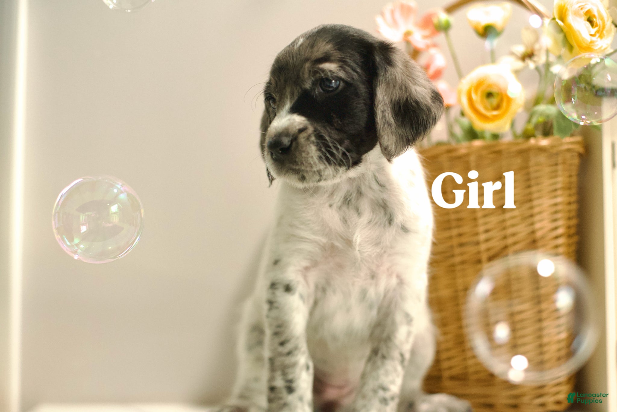 Mixed Breed dogs for sale: Layla - Ad 1