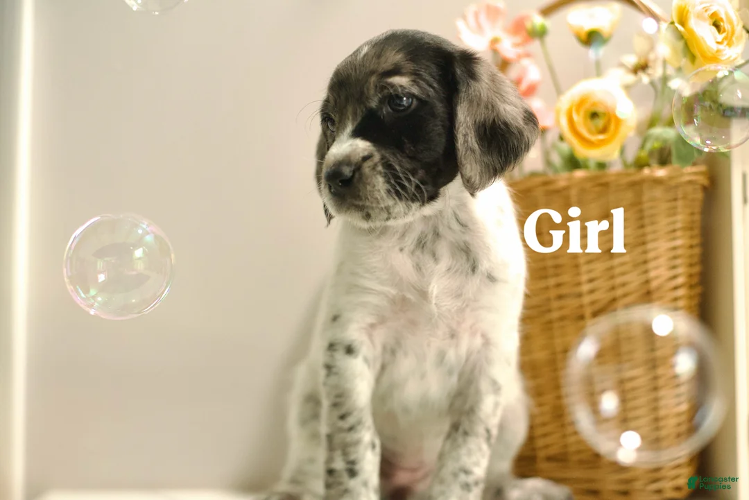 Mixed Breed dogs for sale: Layla - Ad 1