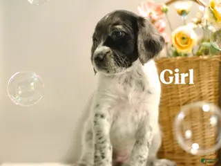 Mixed Breed dogs for sale: Layla - Ad 1