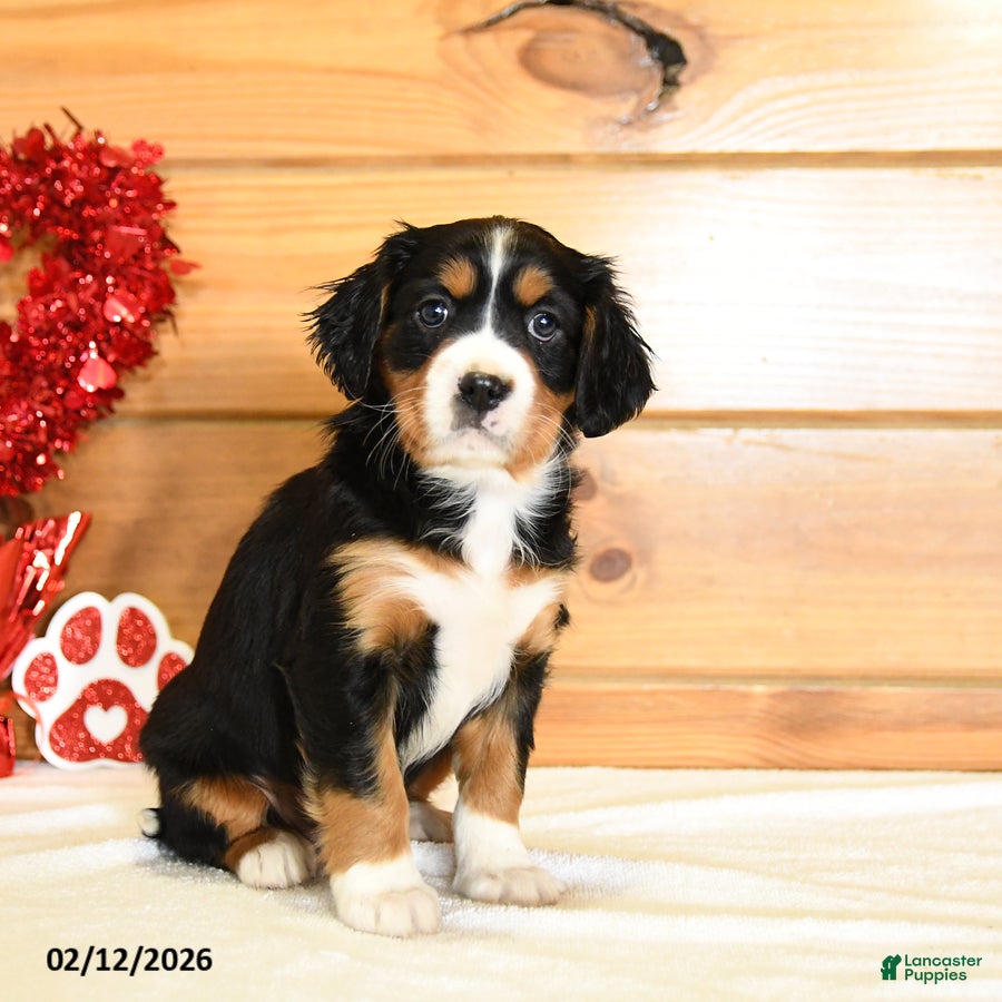 Miniature Bernese Mountain Dog dogs Victoria - Ad 2