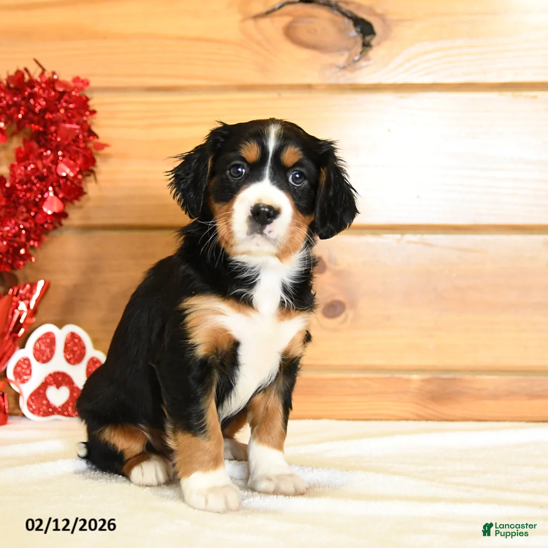 Miniature Bernese Mountain Dog dogs for sale: Victoria - Ad 1