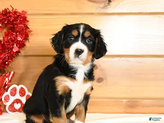 Miniature Bernese Mountain Dog dogs Victoria - Ad 2