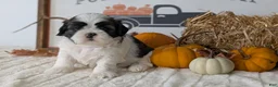 Shih Tzu dogs for sale: Kip - Ad 7