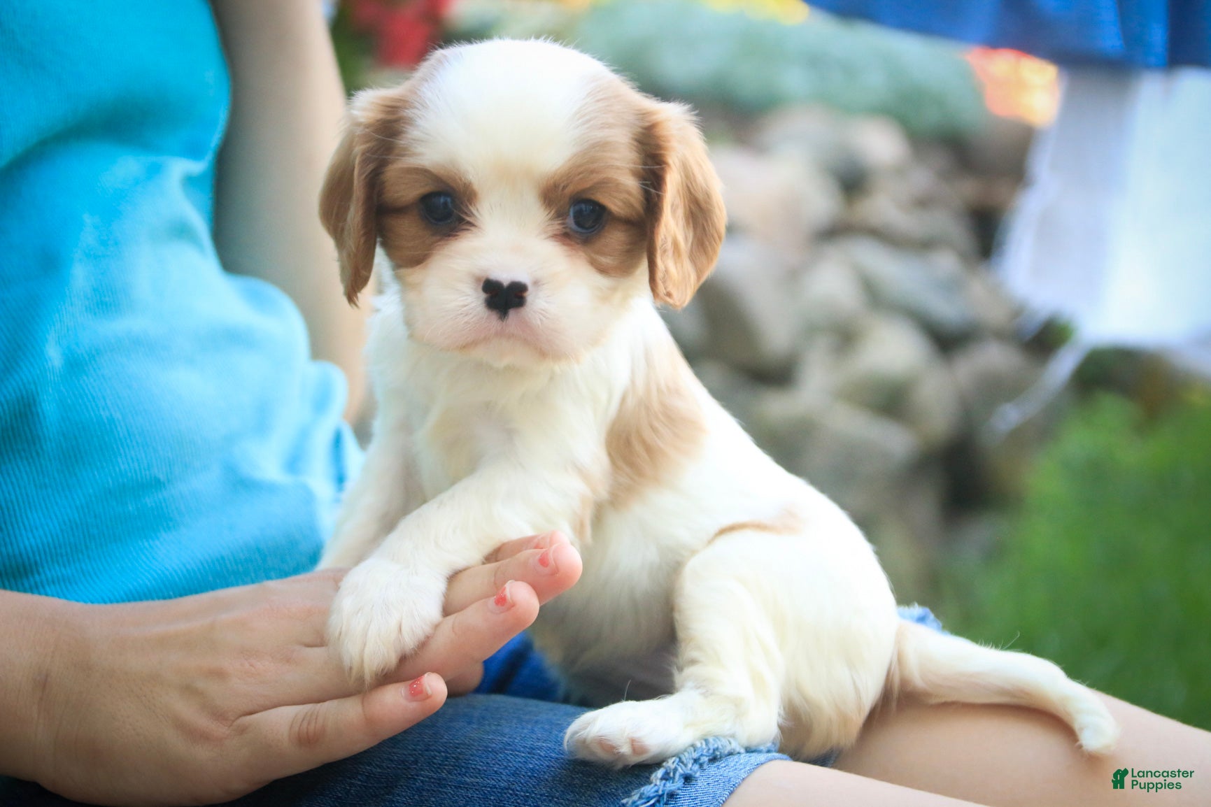 Cavalier King Charles Spaniel dogs Maple Cavalier King Charles Spaniel  - Ad 1