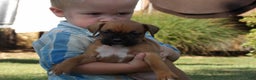 Boxer dogs for sale: Luci - Ad 3