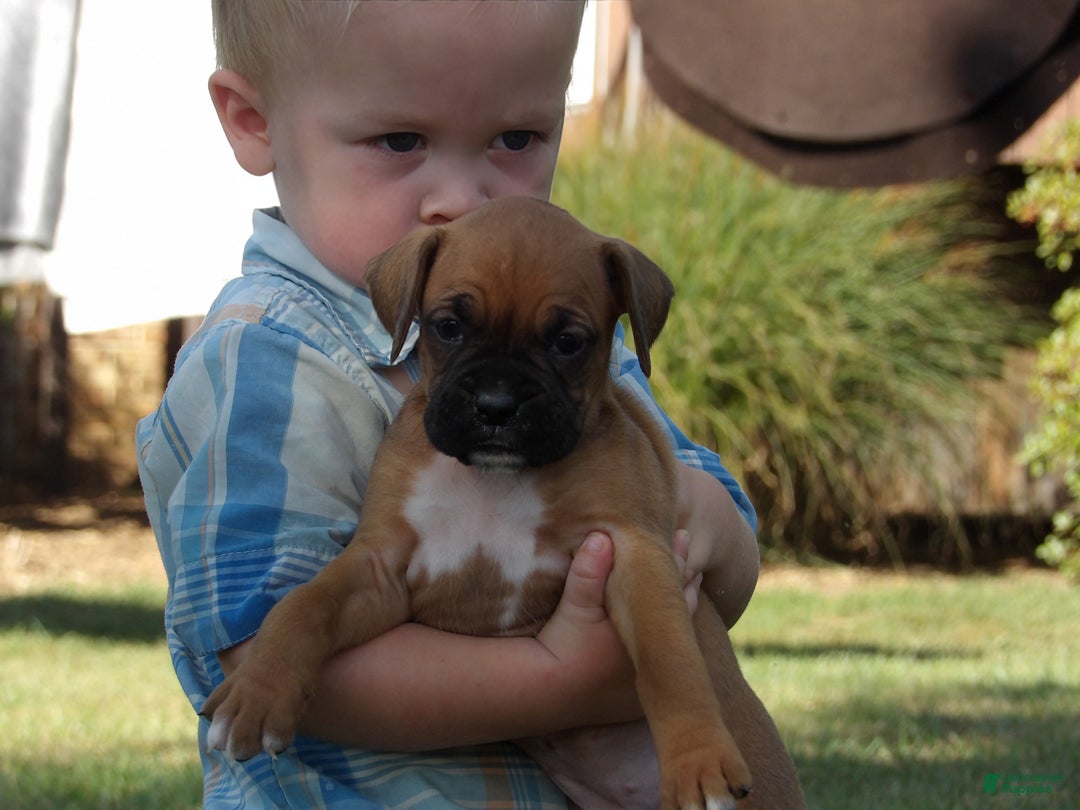 Boxer dogs for sale: Luci - Ad 3