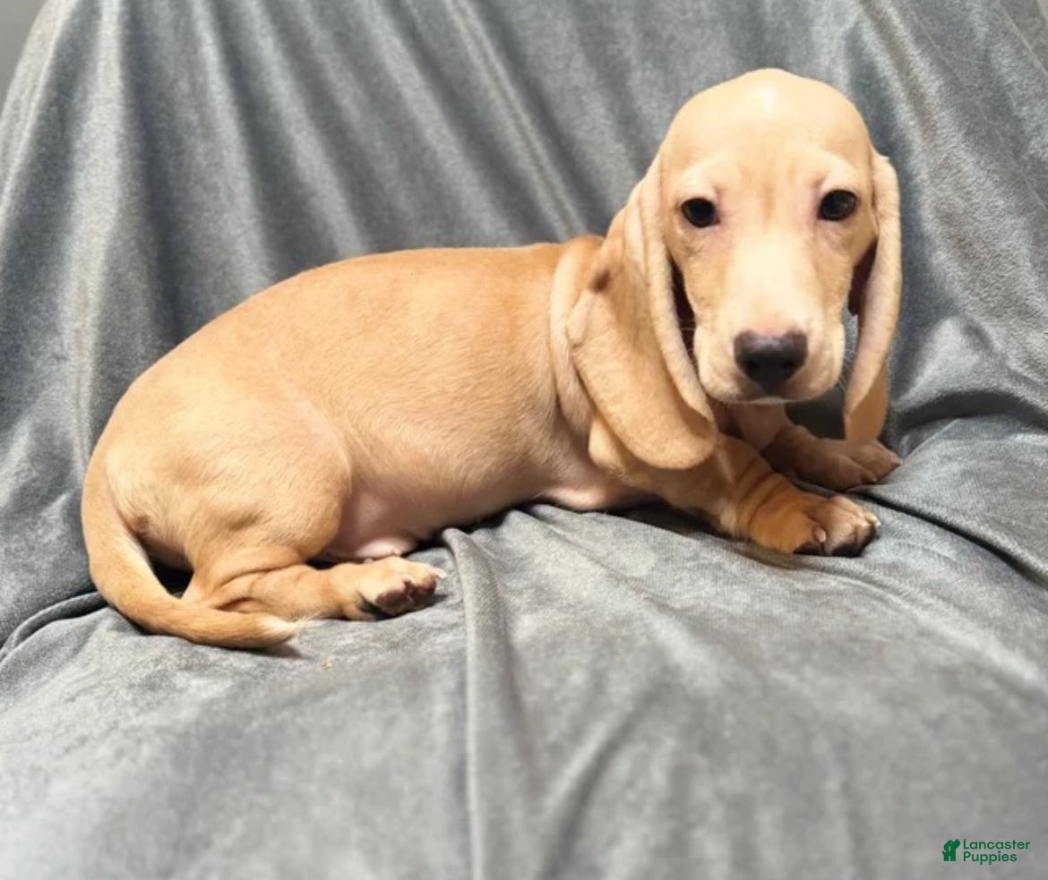 Miniature Dachshund dogs Miniature Dachshund 1 - Ad 29