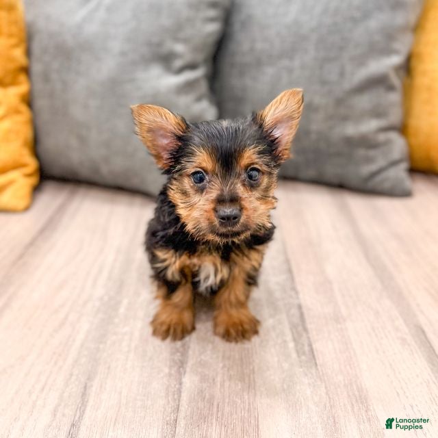 Yorkshire Terrier dogs Jackie - Ad 2