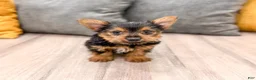 Yorkshire Terrier dogs for sale: Jackie - Ad 2